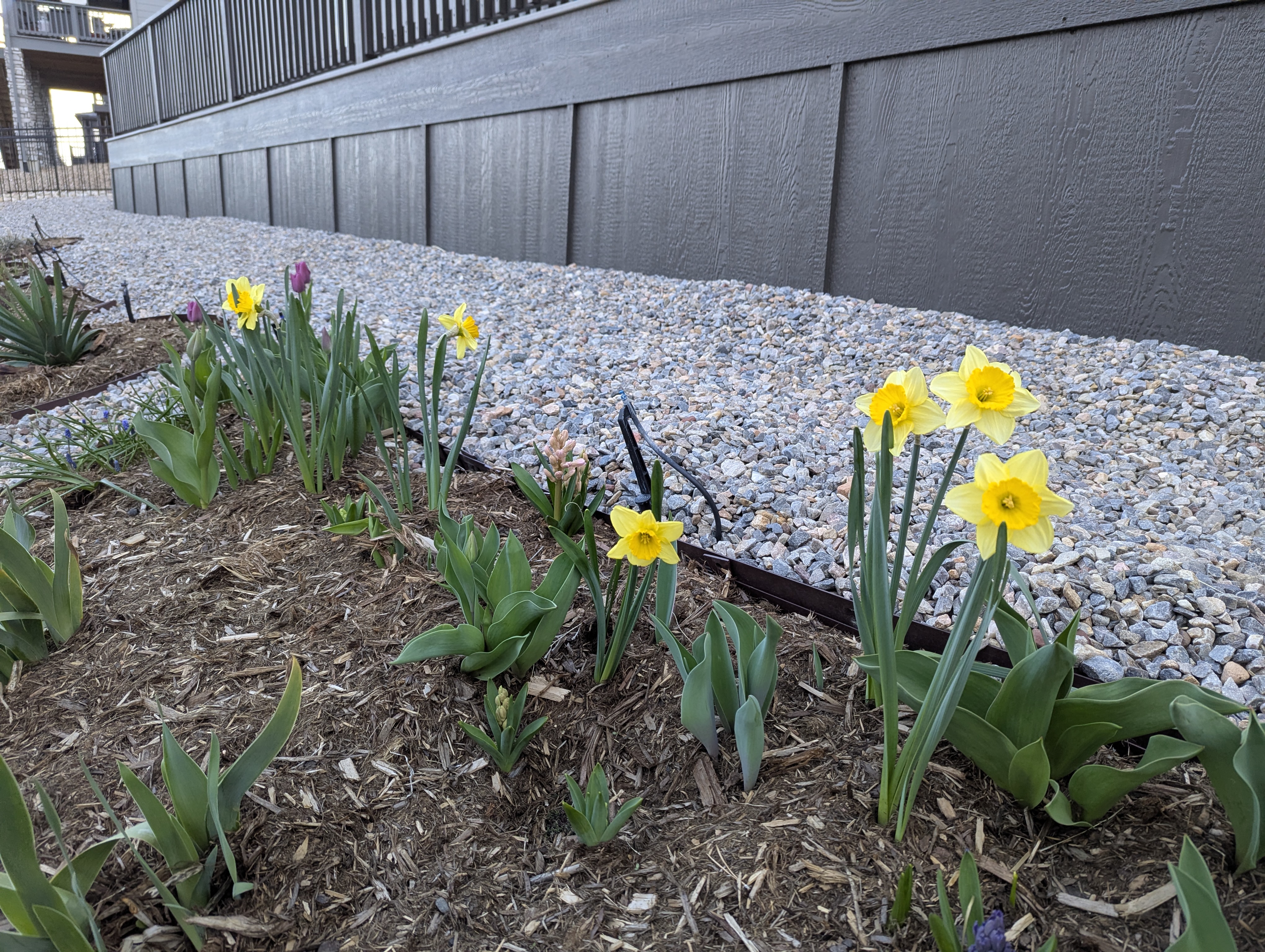 Garden, Flowers, Morrison, Colorado